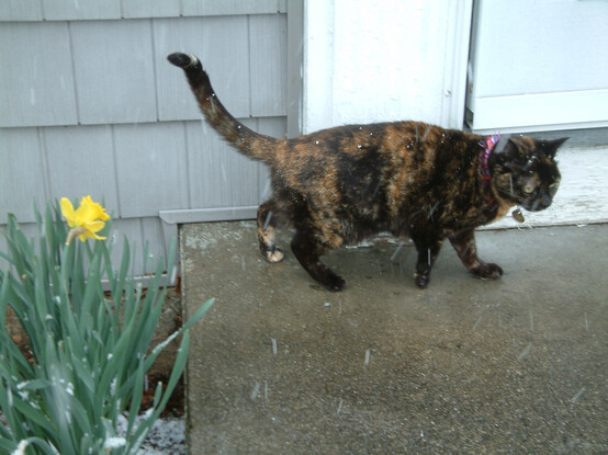 A tortoise shell cat looks on angrily as sleet comes down around it.  A single daffodil is trying to make the best of it.