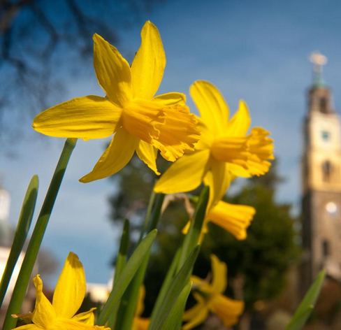 Yellow daffodils on green stalks against a clear blue sky