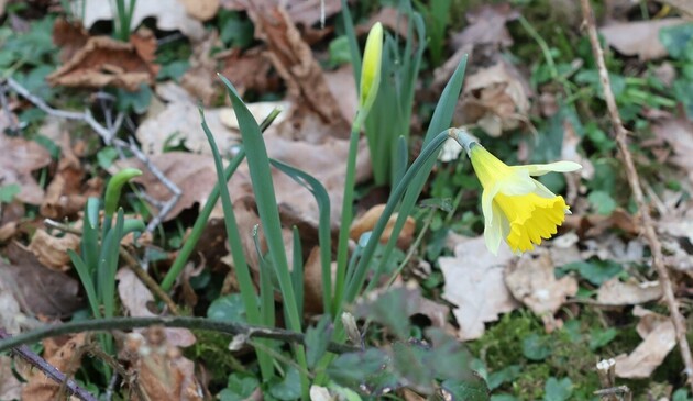 A daffodil, the pale outer petals being relatively small compared to normal garden daffodils. 