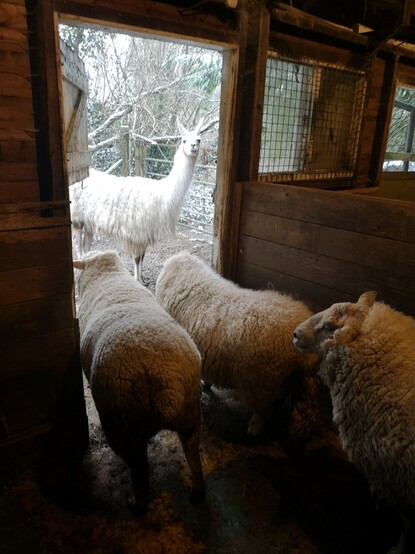 We are inside one of the stables, looking out the door. In the doorway stand two fluffy sheep side by side - Skippy to the left and Panda to the right, looking out. Behind them both is Brambles. The doorway frames the llama, who is standing outside and looking in; beyond her we see tree branches still looking stubbornly wintery despite it being early spring; they are covered in a dusting of snow.
