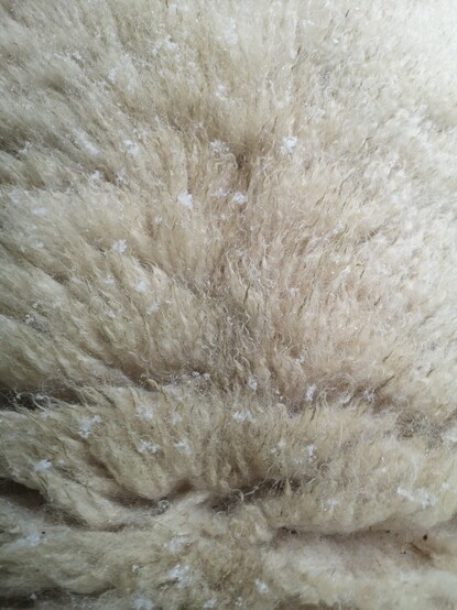 A closeup view of some wool with flakes of snow on it. It's the back of a large fluffy sheep who has been outside waiting for breakfast - it's Brambles!
