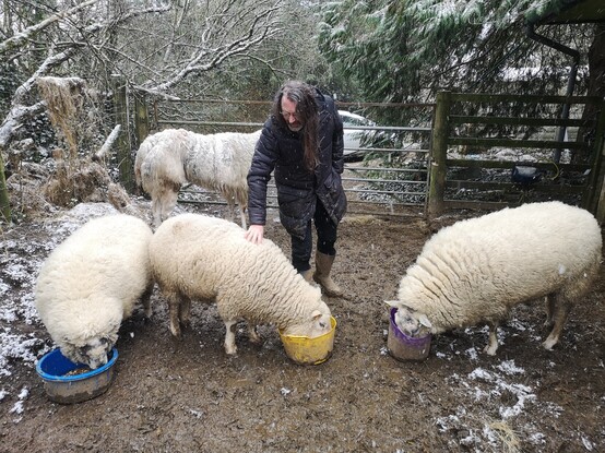 Three of the sheep have come outdiirs to the area in front of the stables to eat their morning buckets. From left to right we see Panda eating from a blue bucket, Skippy eating from a yellow bucket and Brambles eating from a purple bucket. I'm standing behind Skippy and touching his wool but he's oblivious, lost in the bucket-moment. Behind me you can see most of the llama, although I'm obscuring her head and neck so you can't see her bucket which is hanging on the gate.

Tree branches frame all at the top of the picture. They look snowy. It's the kind of picture which at this time of year makes you wish winter would hurry up and bugger off.