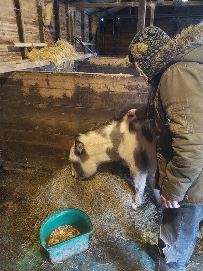 Inside the middle stable we can see the donkey, who has freshly lovely hooves having only recently had the farrier, tucking into a pile of hay and being skritched by Giles who is clad in his customary furry hat. Normally it's the time of year when one would be taking the piss out of Giles for continuing to wear the furry hat despite it now being Spring, but today it's bloody snowing, so he's right. More breakfast is next to the donkey in a D-shaped green bucket. Beyond her, over the wooden barrier into the next stable, we can also see some hay laid out on a ladder over there at approximately llama height.