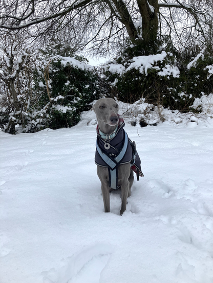 A whippet giving a hard stare because he’s been forced to sit in the snow 