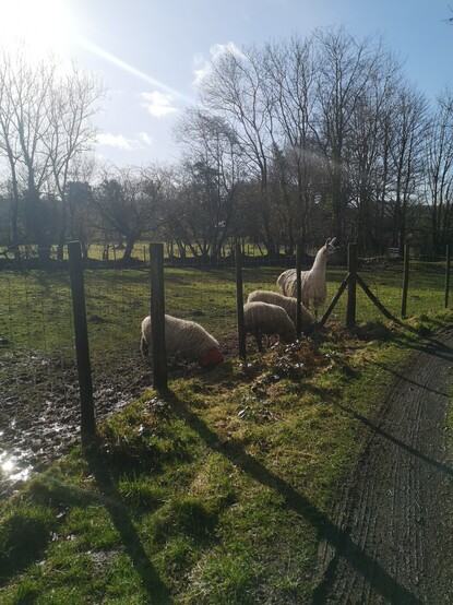 It's a miracle! The sun is out and it's not raining. I'm standing on my driveway looking into the edge of the middle field. Behind the fence we can see three sheep each with their head in a bucket, and the llama behind them. The sheep, in order nearest to furthest, are Panda, Skippy and Brambles. 