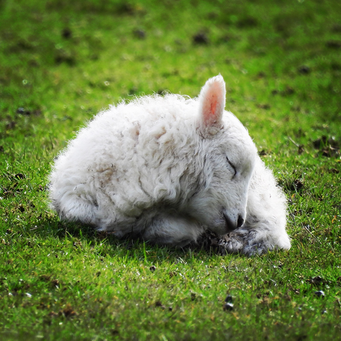 Little lamb