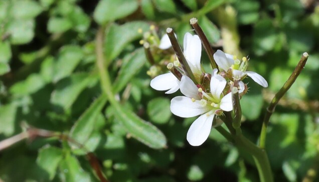 A cluster of small white flowers on the end of a short stem, sticking up from a plant with its leaves at ground level. Seed pods poke up from among the flowers.