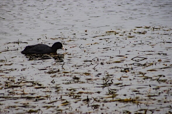 A coot dabbling amongst the pond weed, its bone white beak and forehead stands out in contrast against its jet black plumage
