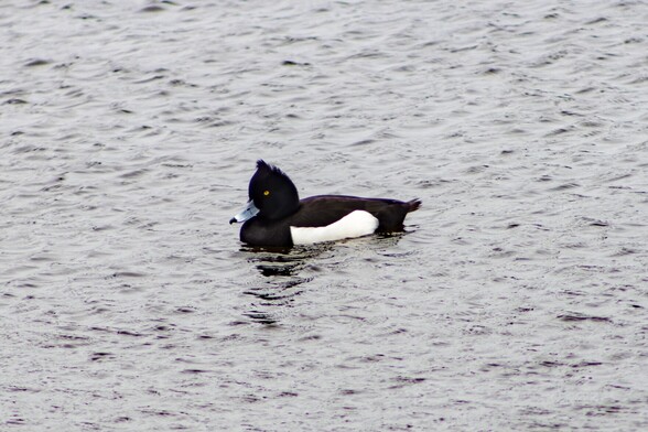 A Male Tufted Duck swimming in slightly choppy, grey water. It is black on it's head, neck, breast and back and white on the sides. It has a small crest and a yellow eye