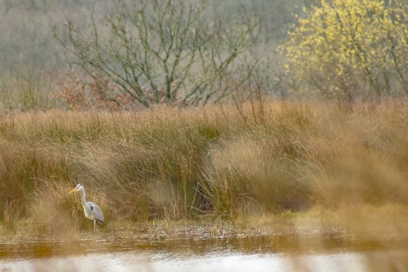 A Grey Heron stands motionless at the edge of the water. It is mostly slate grey in colour with a few black flashes and a white head and underside.  It's spear-like beak is pale orange . Behind it is a bank of tall rushes and grasses and in the distance a few trees.