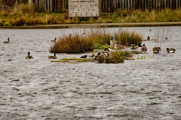 A small island in the middle of a small lake is covered in tall grasses. On and around the island are a number of Canada Geese, they have black heads and necks and large white throat patches. A single Moorhen stands amongst the geese, It is blackish with a red and yellow beak with white stripes on the flanks. In the distance on the far bank of the lake is a slatted wooden fence and in front of the fence is a large wooden box like structure with regular holes covering the face of it, 