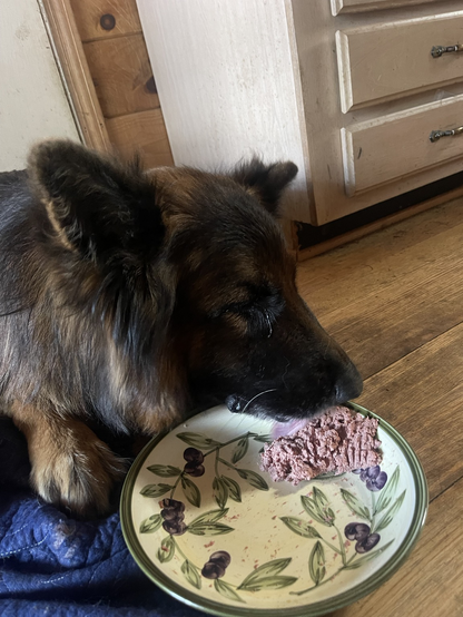 German Shepherd Dog eating liverwurst 