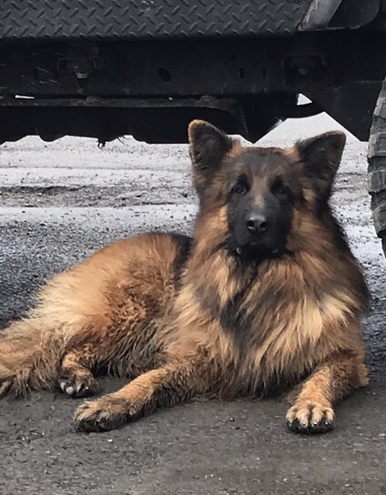 German Shepherd Dog laying under the Jeep 