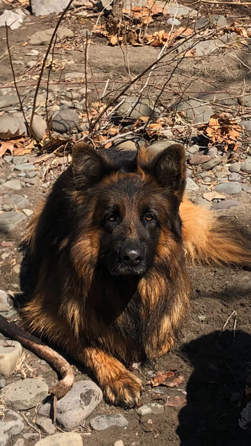 German Shepherd Dog 