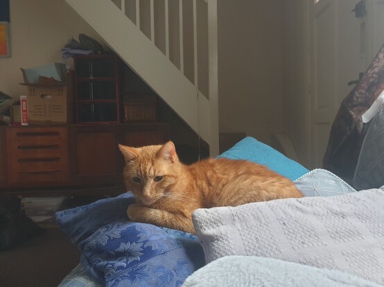 Rusty, a shorthair ginger cat lounging on a pile of blue and lilac cushions in the foreground. In the background one corner of a living room. There's a soft cool light coming through from a window just out of shot to the left that mostly falls on the cat. The cat looks pensive and calm.