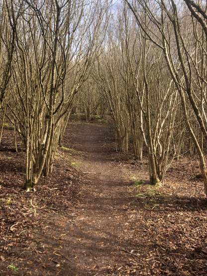 Woodland walking through Merthyr Mawr