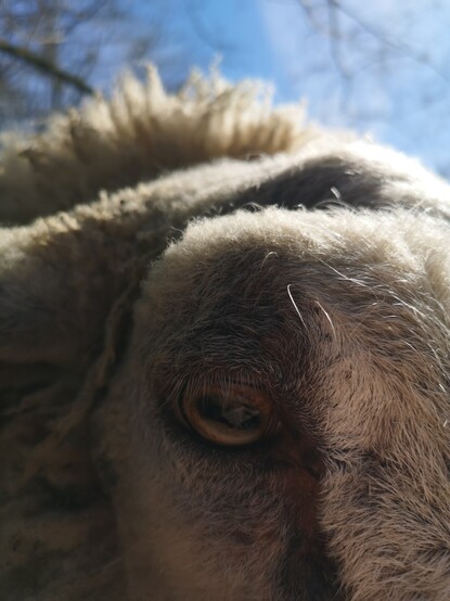 A bit of mostly blue sky is visible at the top, but the view is mostly an extreme closeup of a sheep's head - it's Brambles! He is pressing close for his cuddles.
