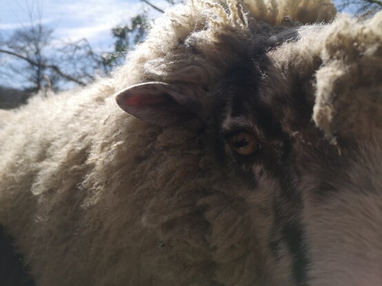 It's a similar view but now it's Panda demanding some cuddles. He is super fluffy.