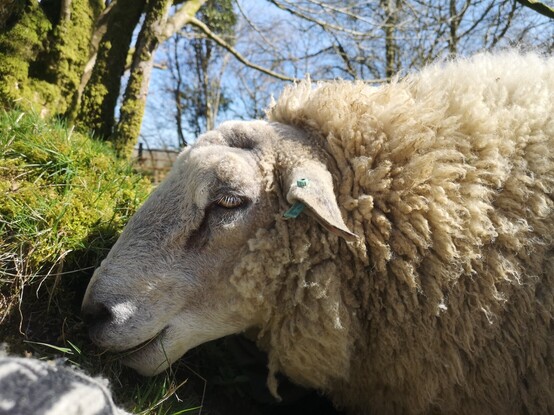 A side view of Brambles who has parked himself next to me wanting more cuddles. He is super duper fluffy. Now their wool is dried from all the rain they are an absolute delight to cuddle.