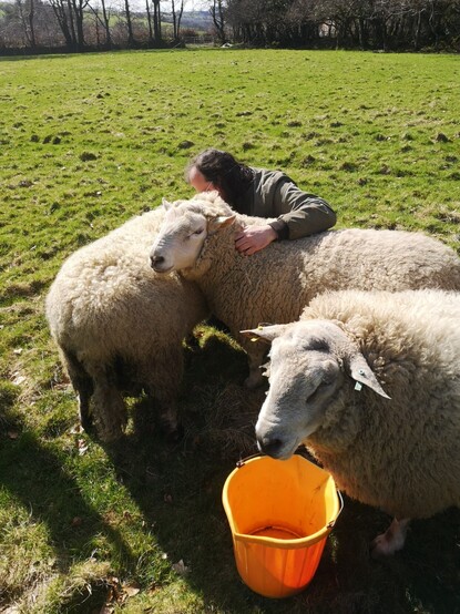 It's not raining. I know it's hard to believe but it's not raining, the sun is out and it actually isn't bollock cold for once, it's a bloody miracle. Sheep are crowding around Giles to be recuddled - Panda to the left, Skippy to the right. In the right foreground Brambles is acting in his capacity of Bucket Inspector (the yellow bucket having been retrieved from near the ladies' field; it is empty).

The bucket is now verified as empty, and it didn't even cost 8 dollars a month.

Our research indicates that all the sheep are very fluffy indeed.