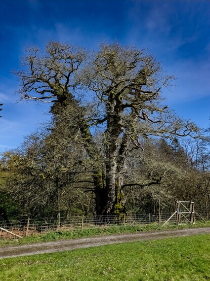 A very tall and wide oak tree rises into a cobalt blue sky, still leafless but well covered in moss and ivy