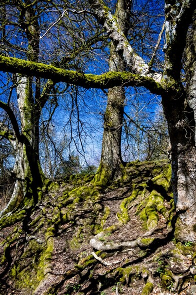 3 bare trees grow out of a steep bank, their moss covered roots are visible on the surface, twisting away from the trees like green veins