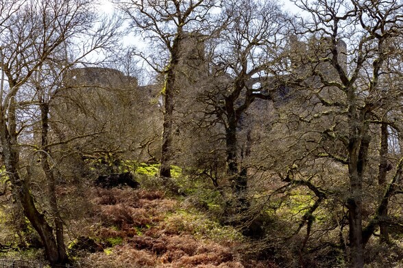 The shadowy profile of Dinefwr Castle hides behind a screen of tree branches