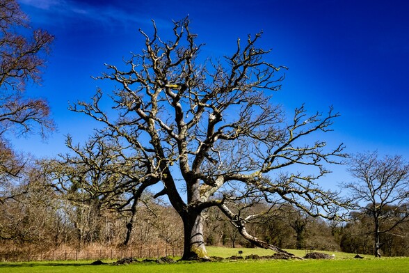 A large, still leafless, oak tree grows in a field of lush grass. It's twisted limbs stretch and twist towards a cobalt blue sky. One of the large lower limbs points downwards and has reached the ground where it has broken 