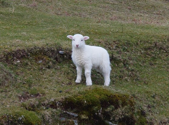 A pure white Welsh Mountain young ewe lamb looking at the camera in all her fuzzy glory, with a hint of a smile on her face.

As if she's just noticed someone approaching me from behind to pour jelly in my wellingtons (it's a very specific wry smile).
