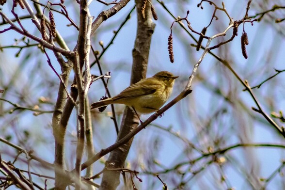 , with its A Chiffchaff perched on a bare branch, it is a small olive-brown bird with its belly and throat slightly lighter in colour than its back, wings and tail