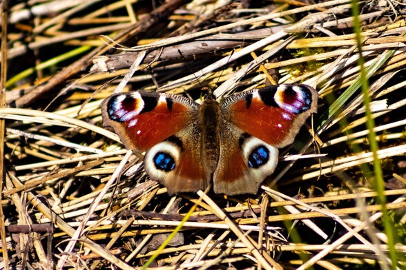 A brightly coloured Peacock butterfly sits with its wings spread on a mixture of twigs, fresh and dried grass stems. It has brownish-red wings, each with a single, large peacock-feather-like eyespot