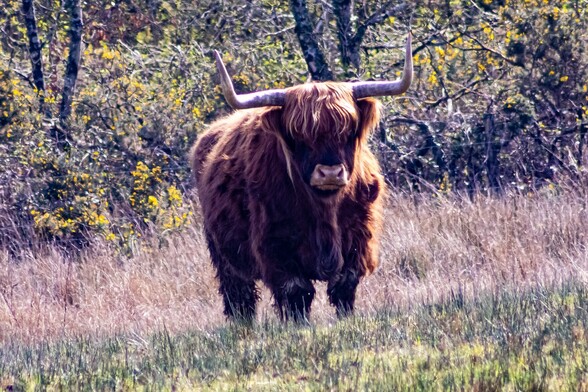 A highland cow with long, shaggy, reddish brown fur and upturned horns stares directly at the camera. It is standing in a field of rough grass and in front yellow flowering gorse bushes 