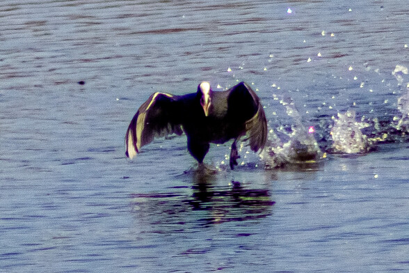 A coot, half flying and half running, splashes across the surface of a pond directly towards the camera. It's black wings are outstretched but curving inwards as if about to give a hug. Its white beak is wide open as if screaming - It looks very aggressive 