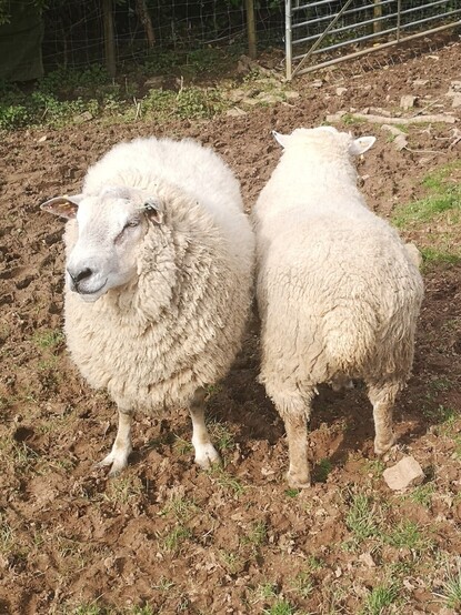 Two very fluffy sheep standing nose to tail on some muddy ground near a gate. It's Brambles and Skippy! Brambles to the left looking particularly fluffy and Skippy to the right, displaying the little dots on the back sides of his ears.