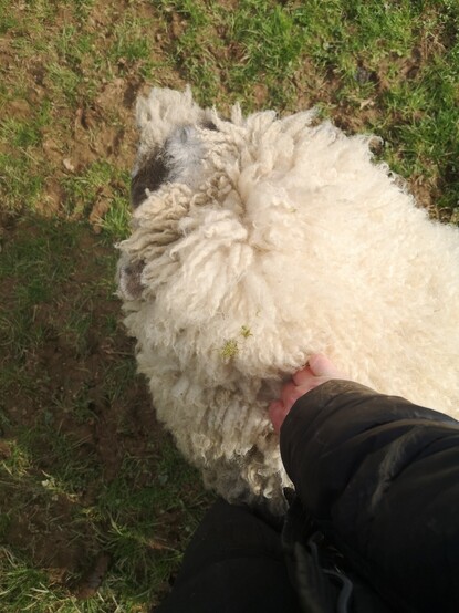 It's Panda! Here he's standing next to me whilst I give him some skritches. He is ridiculously fluffy! Wool everywhere! It's astonishing to see so much fluff in one place! His wool is super soft too! He really is such a fluffy sheep!