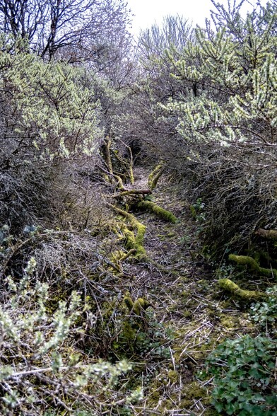 A narrow path through dense undergrowth. Both sides are hemmed in with closely growing shrubs, some just starting to show this years foliage. The ground is littered with old moss covered fallen branches