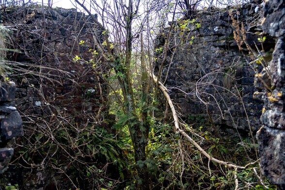 Further around a large opening allowed a view inside the mill which was filled with vegetation, including a small tree 