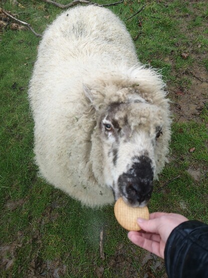 We see a very fluffy sheep arranged vertically, head closest to us, standing on ground consisting of grass and some muddy patches because apparently we haven't had enough rain yet. It's Panda! The grass is in perfect focus but the sheep is a bit blurry because apparently that's how the camera on this Huawei phone prefers it, despite my having taken north of 800 pictures of sheep on this phone. No evidence of any AI there then.

I am holding a Digestive biscuit in my hand, which holds one side of the disc. The other side of the disc is in Panda's mouth. This is the sacred morning ritual to which all sheep are entitled. When I am King I will decree that every sheep in the land receives this morning benediction.