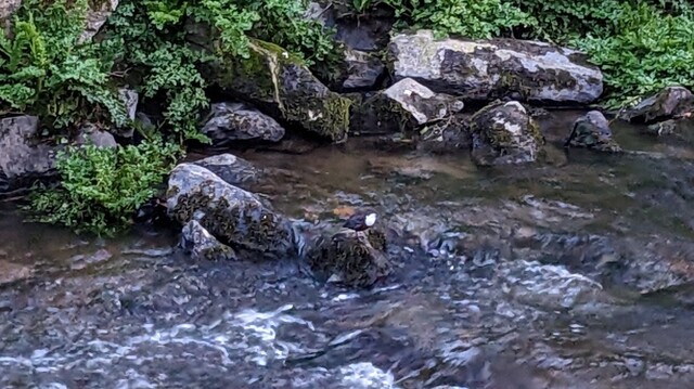 A small black bird with a white breast standing on a rock in a stream.