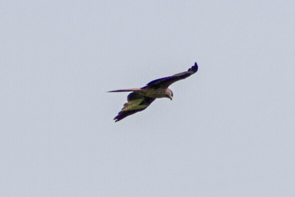 A red kite soaring across a grey sky. Seen from underneath, its hooked beak, greyish head, speckled breast and large white patches on the underside of it's wings are all visible.