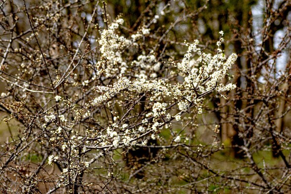 Leafless blackthorn branches heavily laden with small flowers, each has five white petals and a bright yellow center with delicate white stamen 