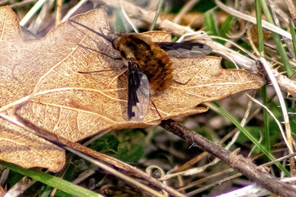 A large insect sitting on a fallen brown leave. It has dense ginger hairs covering its body, two partly transparent wings with leading black edges and a long, thick, straight proboscis stretching out in front of its head. It could easily be mistaken for a bee when glanced at, especially when flying