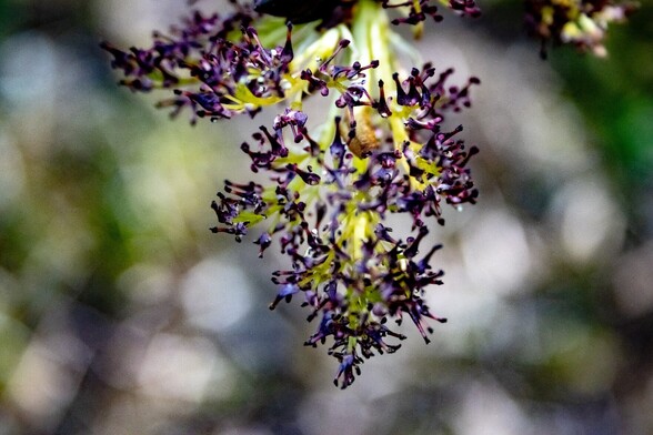 The delicate flowers of an Ash tree, they are deep purple in colour and have no petals