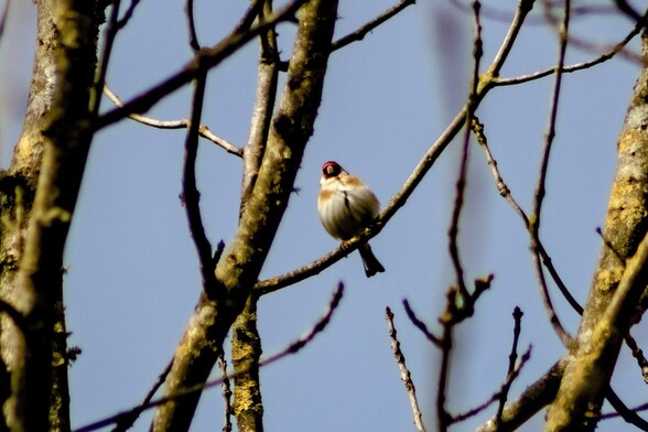 A, very round looking, goldfinch sitting amongst the leafless but budding branches of a tree. It is facing towards the camera, its pale chest feathers are fluffed up. It's bright red face and dark eye patches make it look as if it is wearing a mask