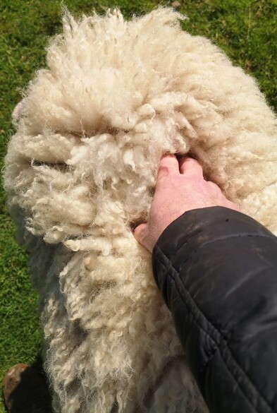 We can see a hand skritching what looks like a big lump of fluff. There is the merest hint of an ear just barely emerging from the fluff at the near top left of the image - it's Panda! Soon his little ears will be almost entirely submerged in fluff.