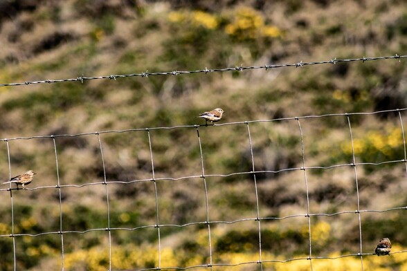 Three Linnets sit on a fence made of criss-crossing wire which form squares. The birds are sitting at different levels and widely spaced along the length. Each bird has a grey head, brown back and lighter brown belly and white edges to its wings and tail.