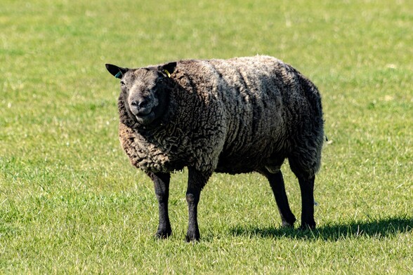 A sturdy, charcoal coloured sheep stares directly and defiantly at the camera