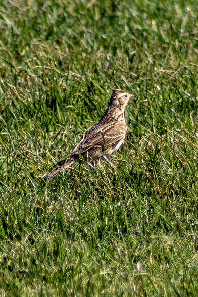 A skylark stands alert in a field of close cropped grass. It has a streaked brown plumage with a small crest on the top of it's head. The crest is very slightly raised