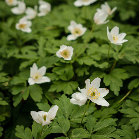 Wood anemones yellow and white against a bed of green foliage. 