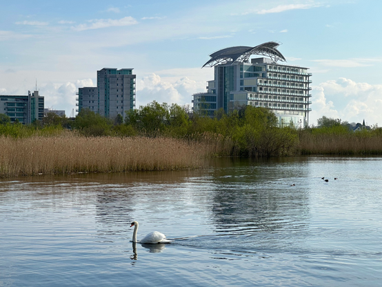 Views over the sea in the wetlands area of Cardiff Bay with a swab swimming in the foreground and some reeds and plants behind. Tall buildings and hotels are in the background across Cardiff Bay. Light blue sky with mixed white clouds.